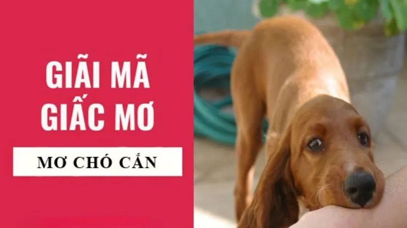 Giải mã ý nghĩa nằm mơ bị chó cắn vào chân