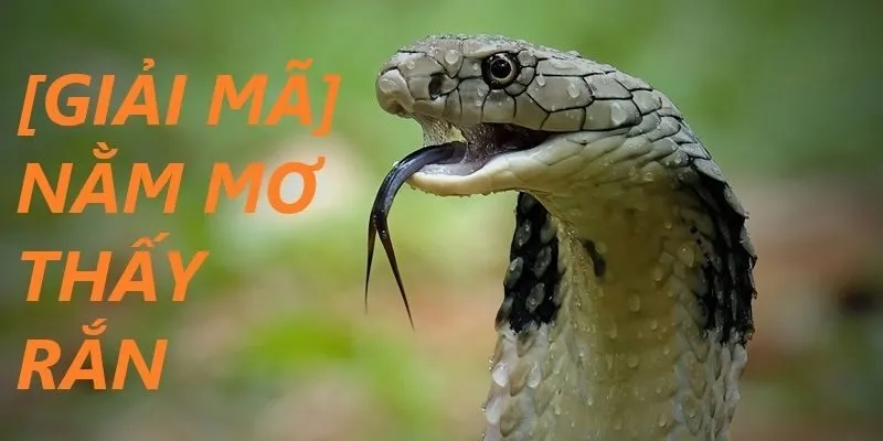 May88 luận giải cụ thể về từng giấc mộng 